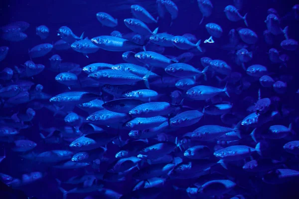 Closeup Fish Swimming Deep Underwater — Foto de Stock
