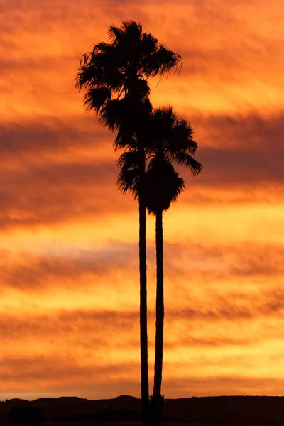 Vertical Silhouette High Palm Tree Sunset Colorful Sky Background San — ストック写真
