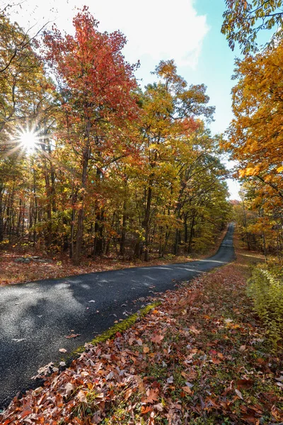 Colpo Verticale Del Sentiero Legno Che Attraversa Bosco Autunnale High — Foto Stock