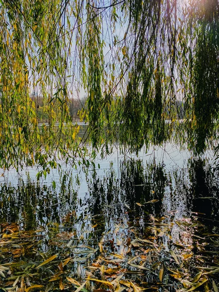 Closeup Vertical Shot Yellow Autumn Leaves Lake Water — Foto Stock