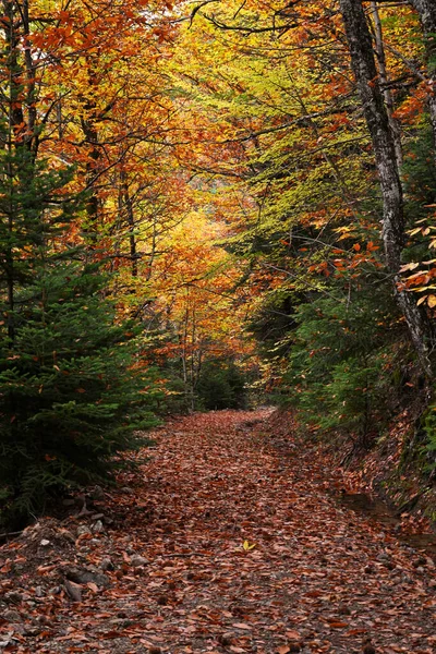 Path Colorful Autumn Trees Forest — Foto Stock