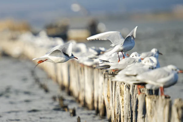 Flock Seagulls Perched Wooden Breakwater — ストック写真