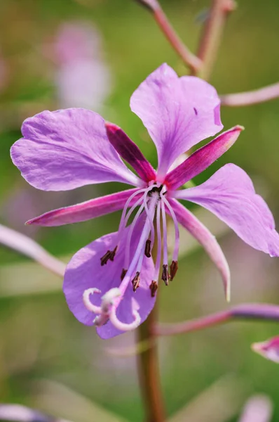 Close Shot Fireweed Inthe Nature — Foto Stock