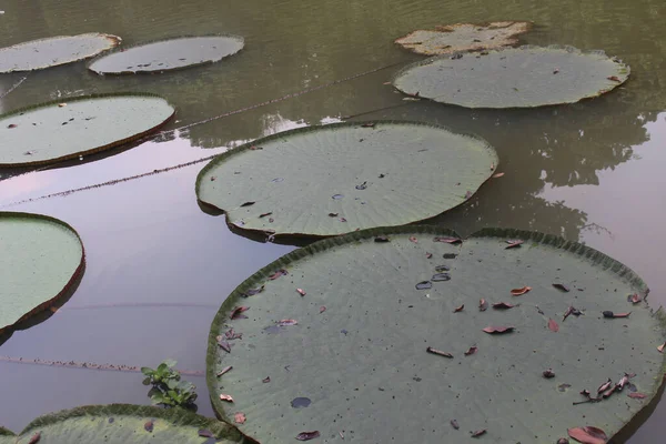 Scenic View Giant Water Lily Leaves Swimming Surface Water Pond — Stock Photo, Image