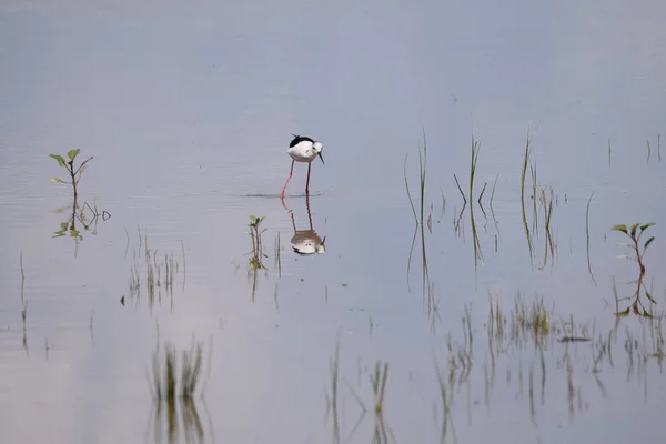 Beautiful Shot Black Necked Stilt Lake Day — Fotografia de Stock