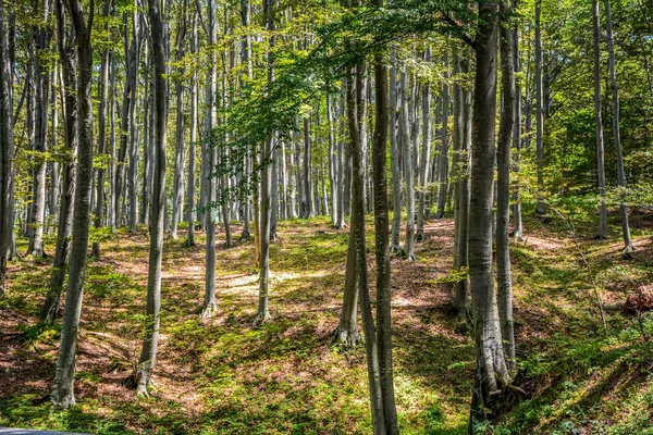 Красивый Вид Деревья Густом Лесу — стоковое фото
