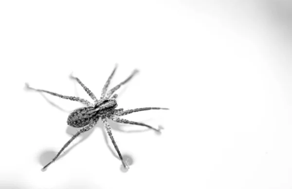 Closeup Shot Spider Isolated White Background — 图库照片