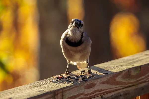 Blue Jay Bird Standing Wooden Fence Eating Seeds Blurred Background — Stockfoto