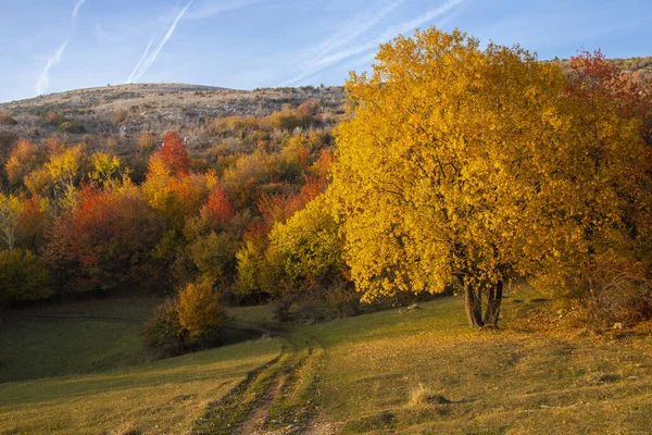 Bright Colored Tree Field Autumn Day — Fotografia de Stock