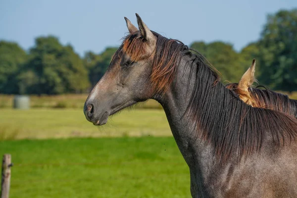 Portrait Beautiful Horse Field Stallions Netherlands — Stockfoto