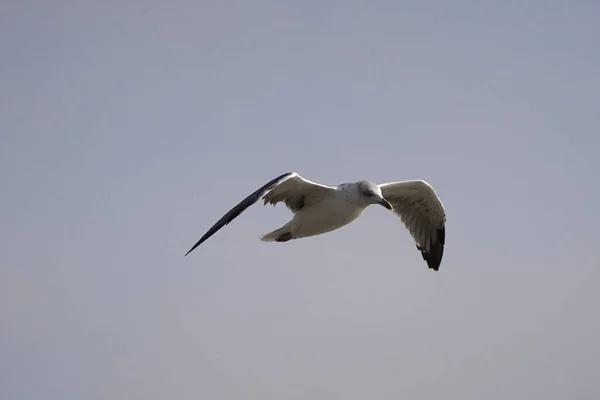 Beautiful Shot Seagull Flying Blue Sky — Photo