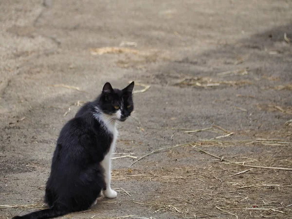 Feral Black White Cat Sitting Street — Photo