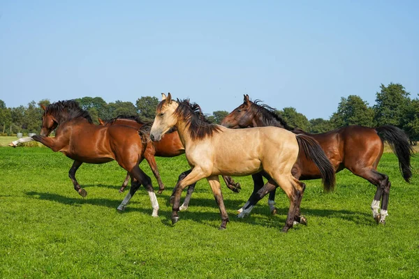 Group Horses Running Field Stallions Netherlands — Photo