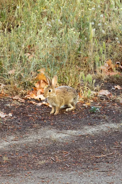 Vertical Shot Cute Rabbit Ground Fallen Leaves Background Plants — Photo