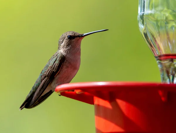 Beautiful Shot Hummingbird Bird Drinker — ストック写真