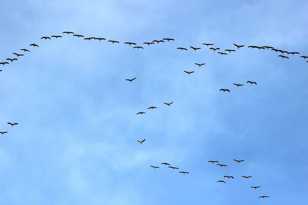 Flock Cranes Flying Blue Sky — Stock Photo, Image