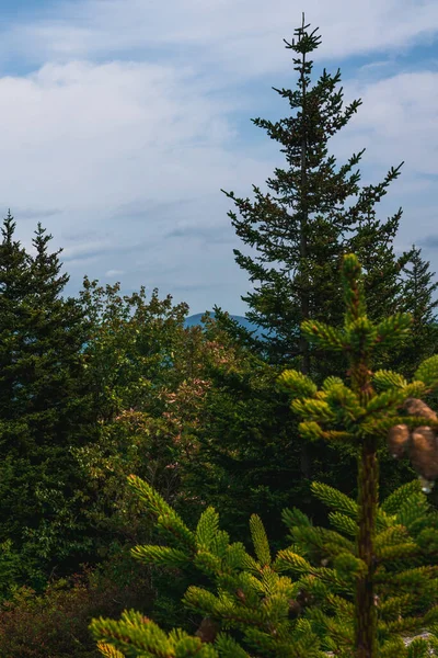 Vertical Shot Firs Evergreen Landscapes New Hampshire — Fotografia de Stock