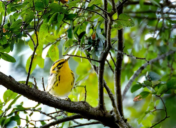 Warbler Muito Amarelo Empoleirado Ramo Árvore — Fotografia de Stock