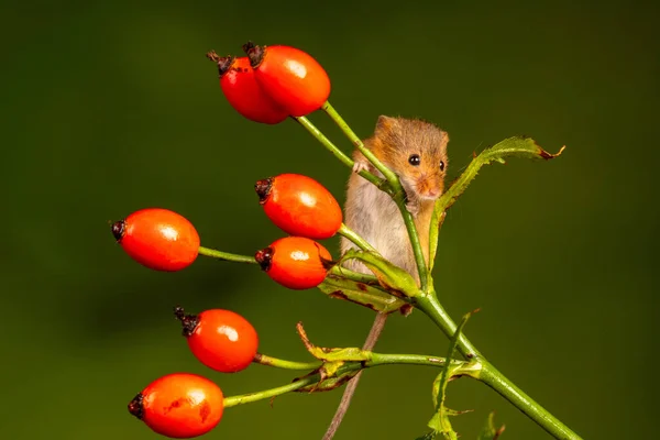 Brown Harvest Mouse Rosehip Branch — Foto Stock