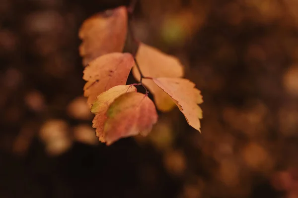 Closeup Selective Focus Shot Yellow Autumn Leaves — 스톡 사진