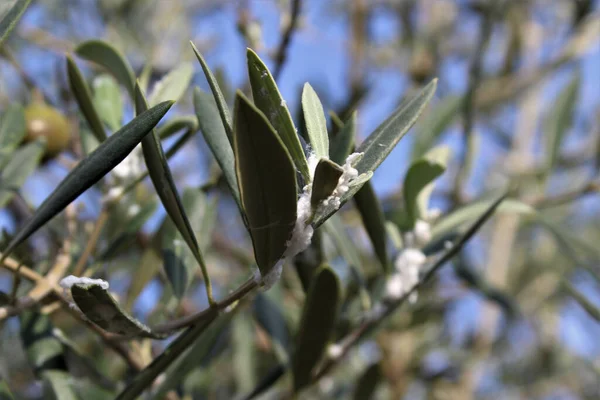 Close Shot Branch Olive Tree Sunny Day — Zdjęcie stockowe