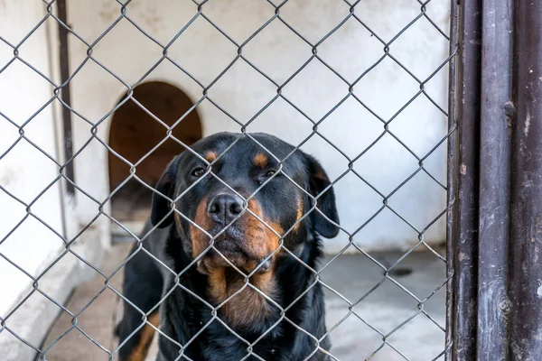 Closeup Shot Beautiful Rottweiler Net Fence — Stock Fotó