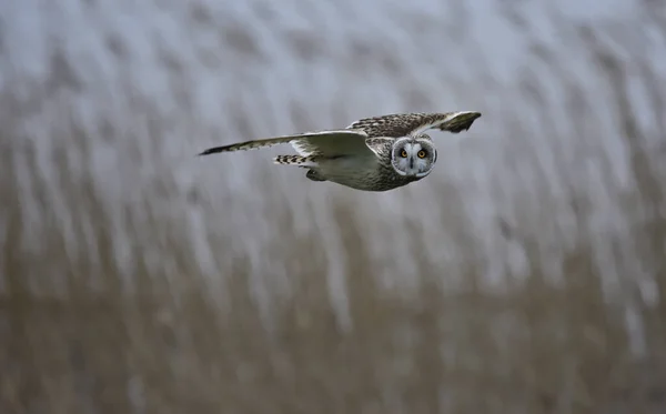 Short Eared Owl Flying Meadow Margrethekog Denmark — стокове фото