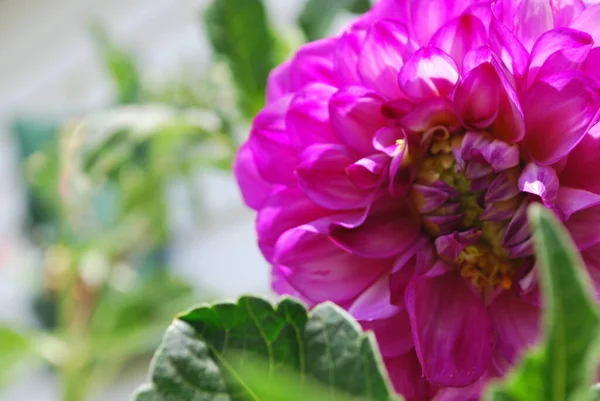 開花するピンクのダリアの花のクローズアップショット — ストック写真