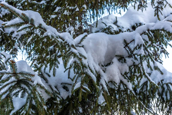 Ein Schöner Winterblick Auf Eine Tanne Mit Schnee Bedeckt — Stockfoto