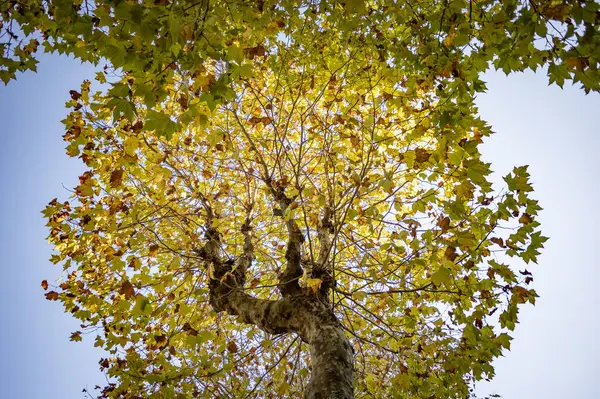 Low Angle Shot Tree Half Dried Leaves — Stockfoto