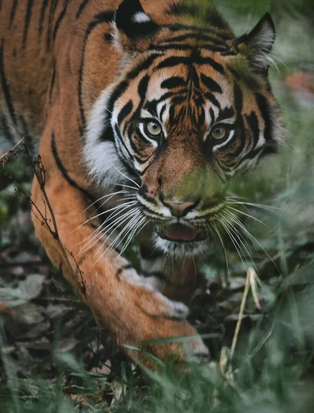 Μια Όμορφη Κάθετη Βολή Τίγρης Ένα Δάσος Ρότερνταμ Ολλανδία — Φωτογραφία Αρχείου