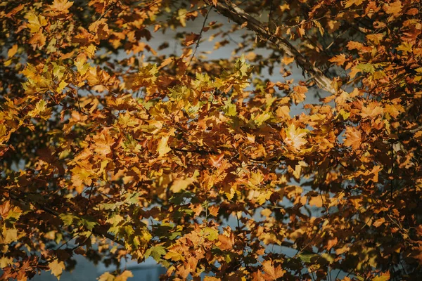 Closeup Yellow Leaves Tree Autumn — стоковое фото