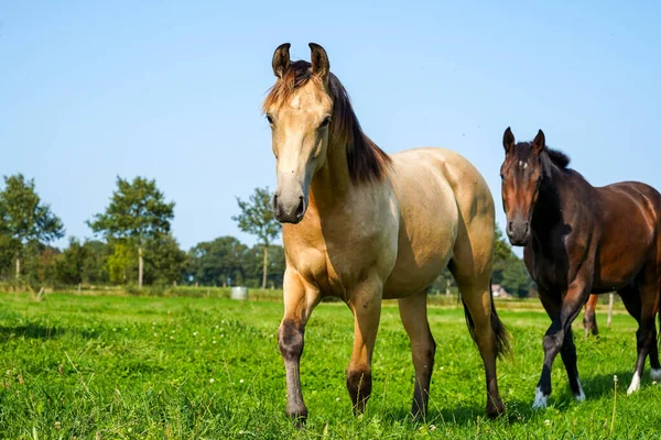 Group Horses Field Stallions Netherlands — стоковое фото