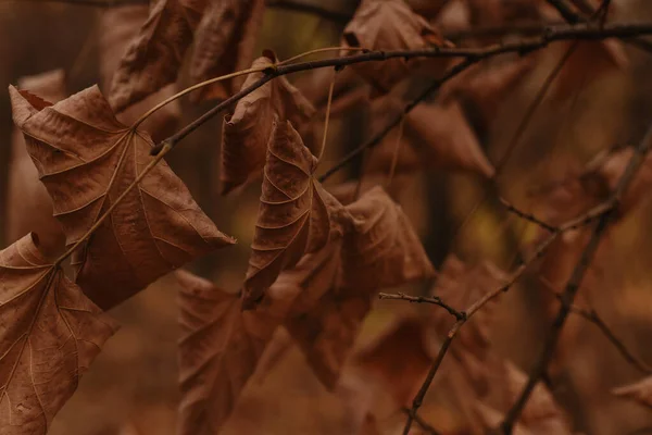 Closeup Shot Autumn Leaves Branch — Stockfoto