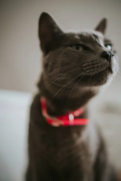 Closeup Sitting Furry Gray Cat — Zdjęcie stockowe