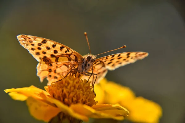 Selective Focus Pearl Butterfly Yellow Flower Blurred Garden Background — Foto Stock