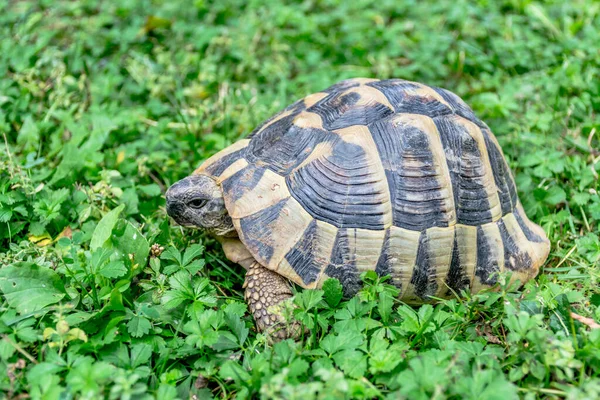 Closeup Shot Beautiful Turtle Grass — Stockfoto
