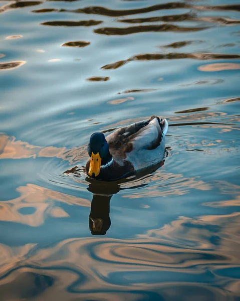 Disparo Vertical Pato Nadando Estanque — Foto de Stock