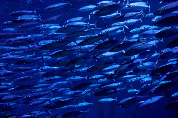Closeup Fish Swimming Deep Underwater — Φωτογραφία Αρχείου