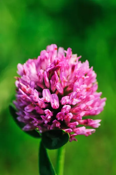 Vertical Close Shot Pink Clover Flower — Zdjęcie stockowe