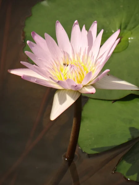 Kwitnąca Lilia Wodna Stawie — Zdjęcie stockowe