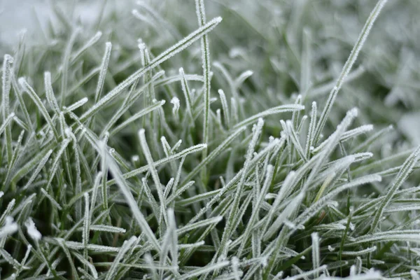 Cold Shot Frozen Green Grass Morning Covered Icy Dew Winter — Foto de Stock
