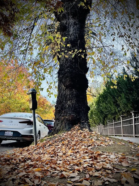 Sacramento Birleşik Devletler Kasım 2021 Abd Sonbaharda Bir Sacramento Caddesinin — Stok fotoğraf