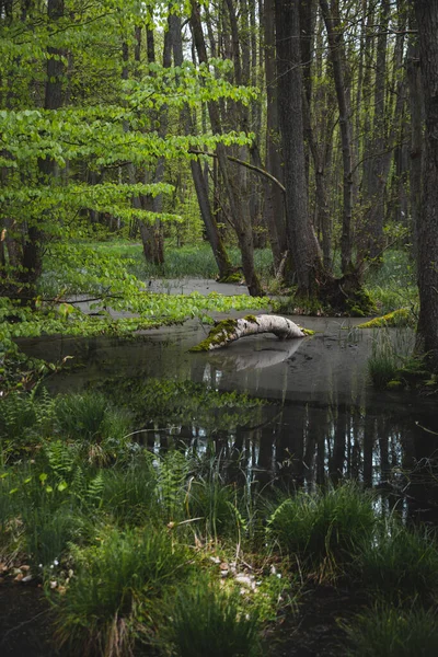 Vertical Shot Tree Log Fallen Swamp — 스톡 사진