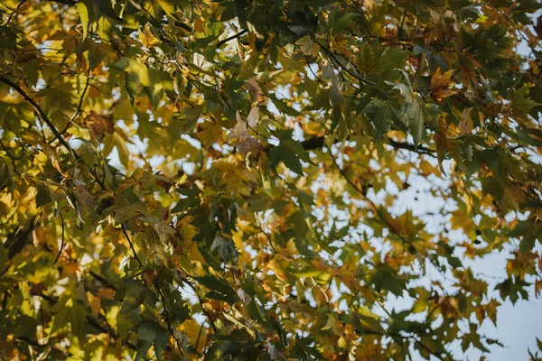 Closeup Green Leaves Tree Autumn — Stockfoto