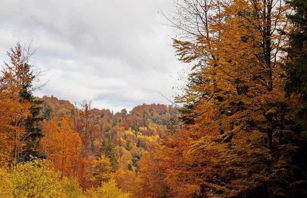 Mesmerizing View Dense Autumn Trees Forest Cloudy Sky — стоковое фото