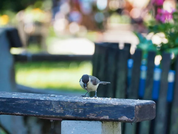 Parus Bird Perched Wooden Bench Park — Stockfoto