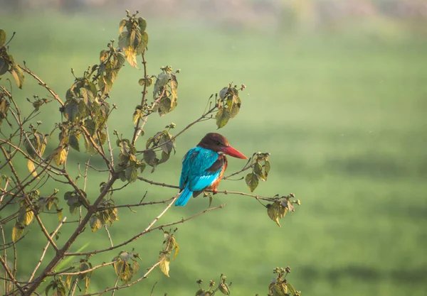Closeup Shot Bluebird Tree — Stok fotoğraf