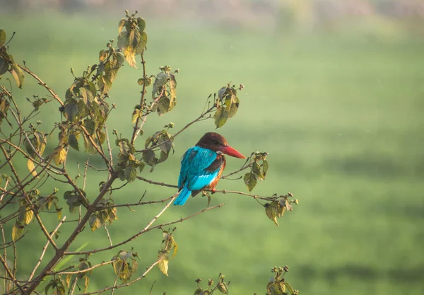 Closeup Shot Bluebird Tree — Foto de Stock