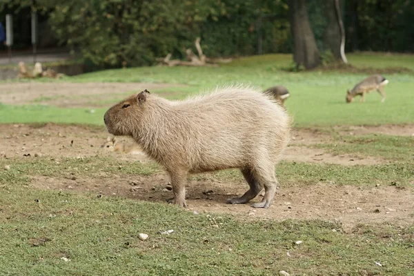Fluffy Capybara Wild Field — Zdjęcie stockowe